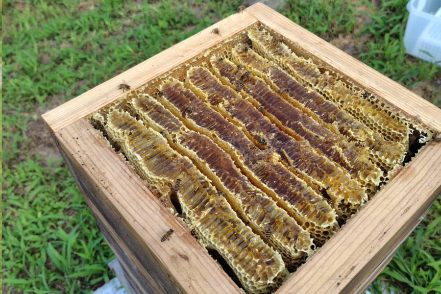 最高級で希少！臼杵産の純粋百花蜂蜜☆ニホンミツバチのはちみつ